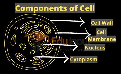 What Are The Three Main Components Of A Cell