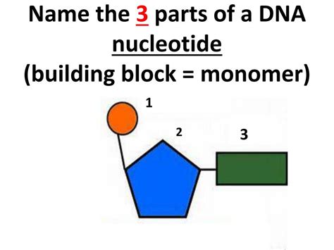 What Are The Three Parts Of The Dna Monomer