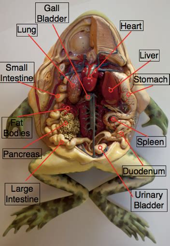 What Color Is The Frog Gallbladder