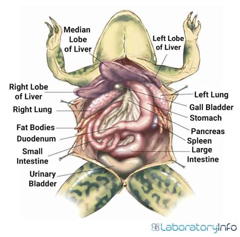 What Color Is The Pancreas In A Frog