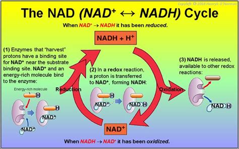 What Compound Receives Electrons From Nadh