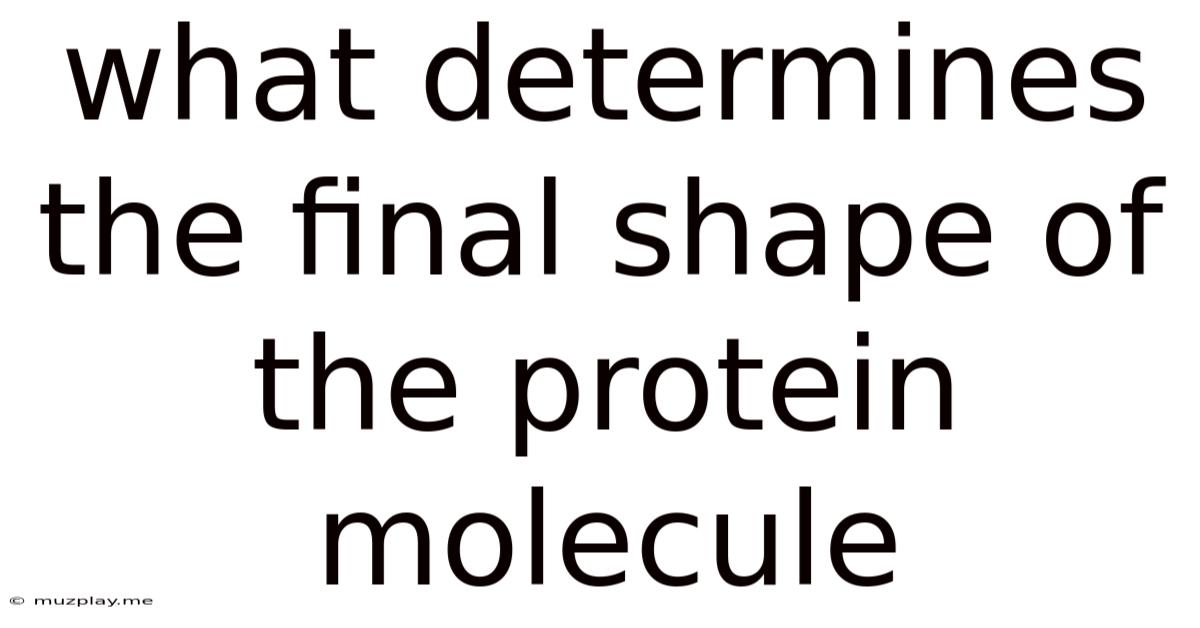 What Determines The Final Shape Of The Protein Molecule