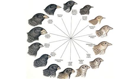 What Did Darwin Discover About Finches On The Galapagos Islands