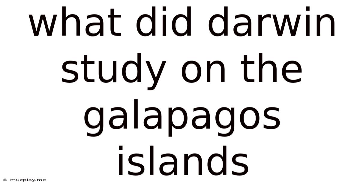 What Did Darwin Study On The Galapagos Islands