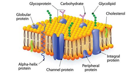 What Do Carbohydrates Do In The Cell Membrane