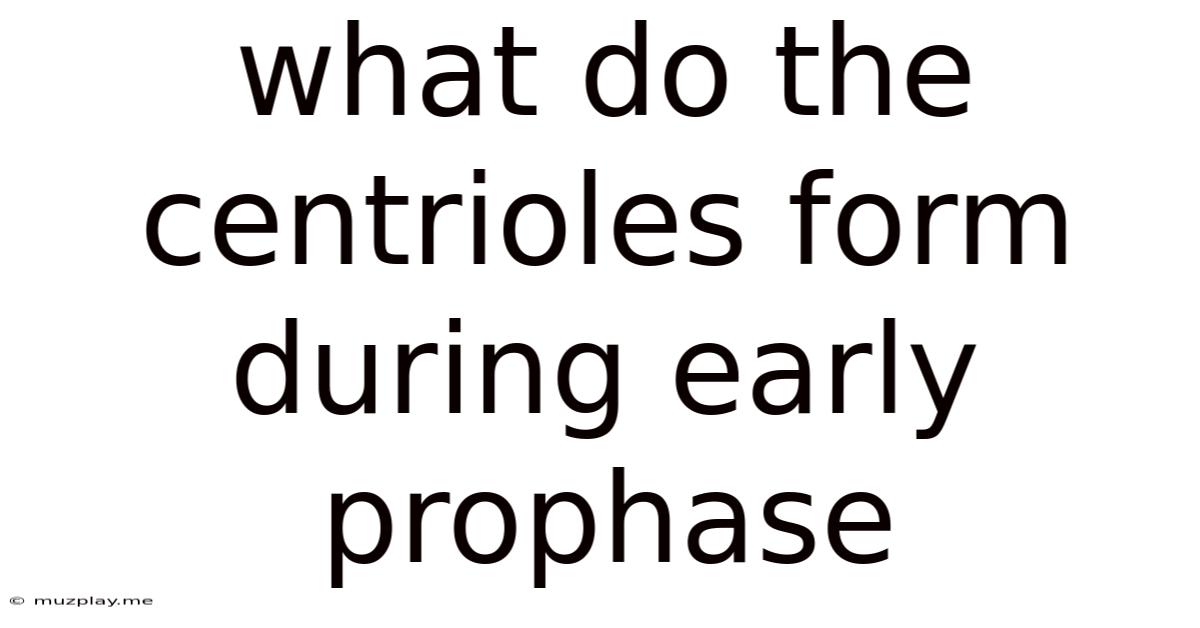 What Do The Centrioles Form During Early Prophase
