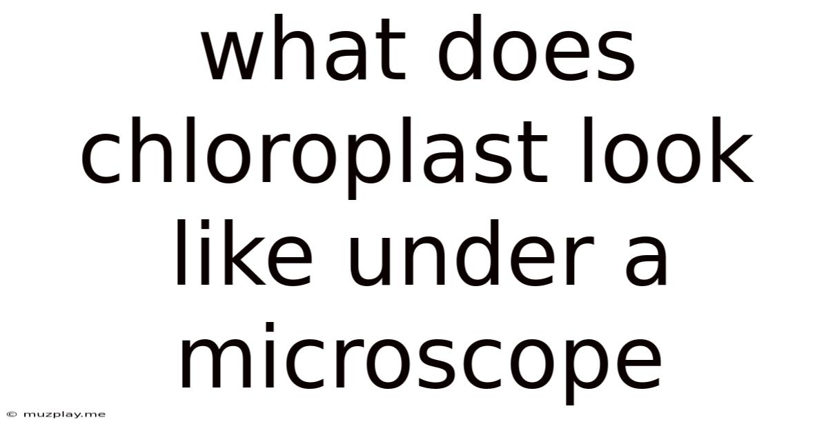 What Does Chloroplast Look Like Under A Microscope