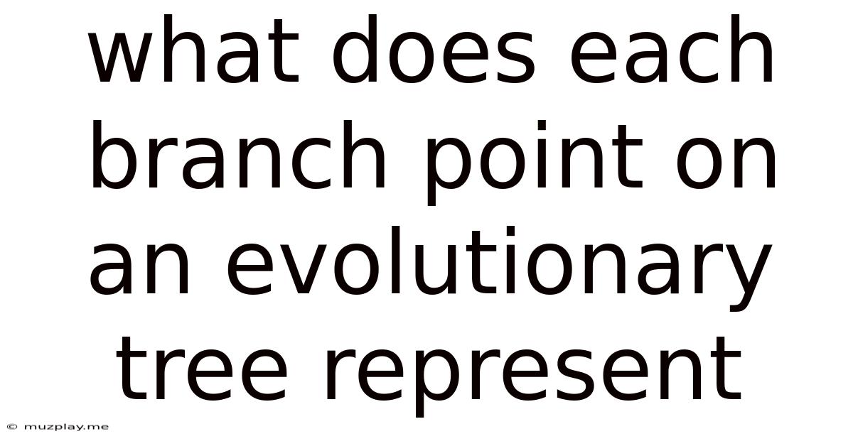 What Does Each Branch Point On An Evolutionary Tree Represent