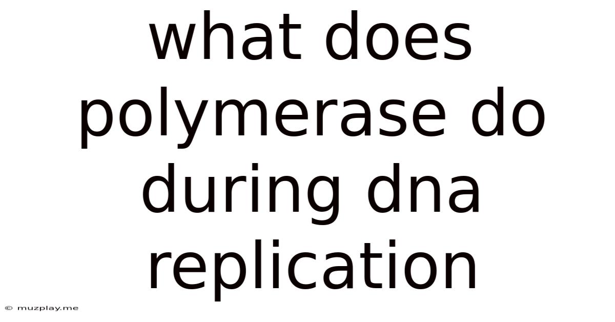 What Does Polymerase Do During Dna Replication