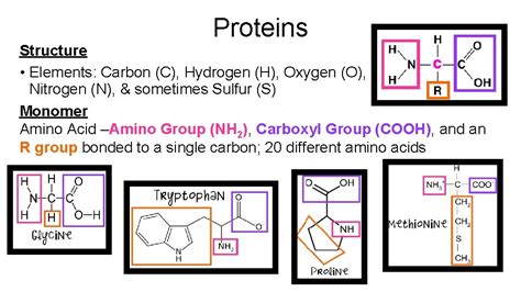 What Elements Are Contained In Proteins