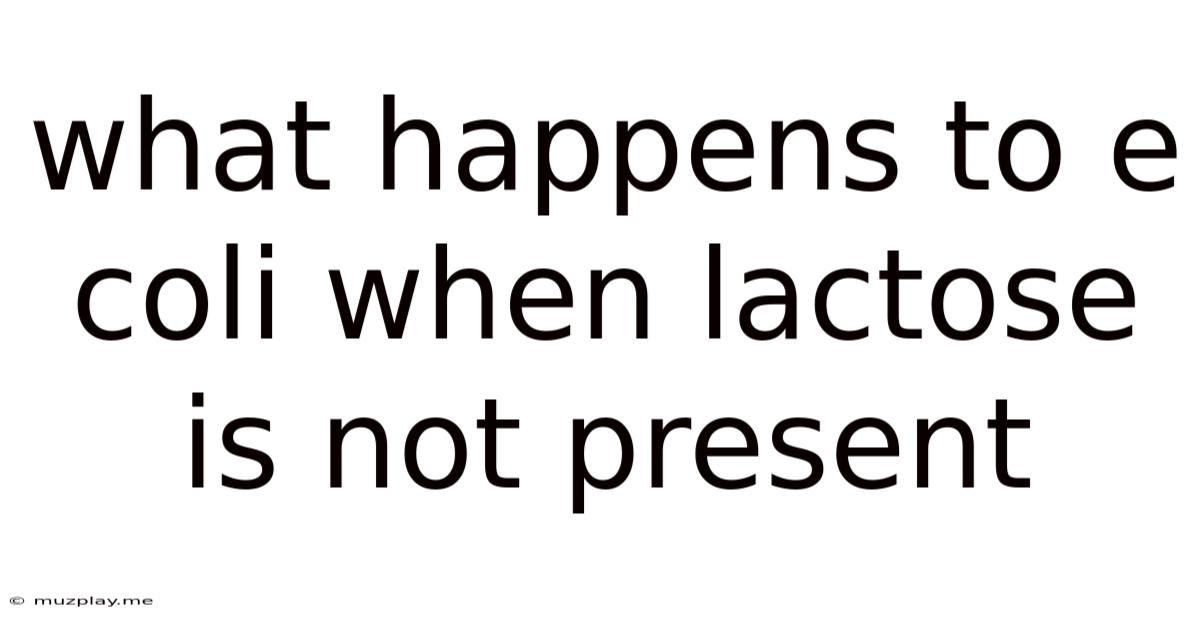 What Happens To E Coli When Lactose Is Not Present