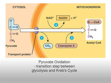 What Happens To Pyruvic Acid In The Krebs Cycle