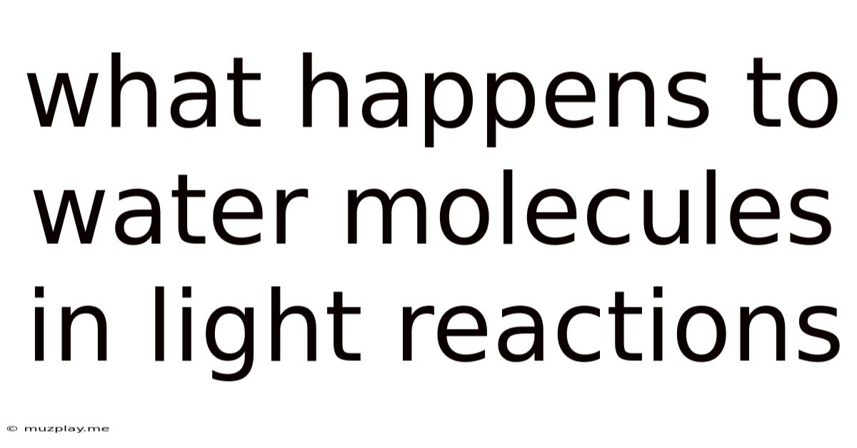 What Happens To Water Molecules In Light Reactions