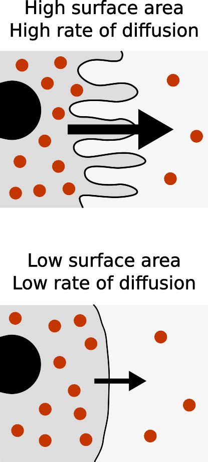 What Influences The Rate Of Diffusion