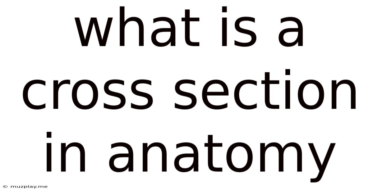 What Is A Cross Section In Anatomy
