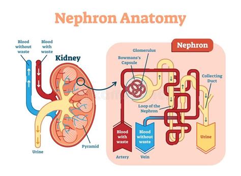 What Is Considered The Functional Unit Of The Kidney