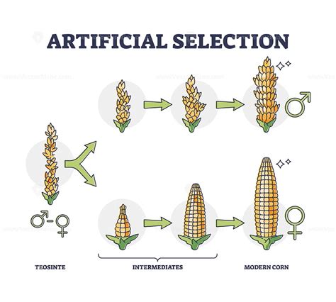 What Is Involved In The Process Of Artificial Selection