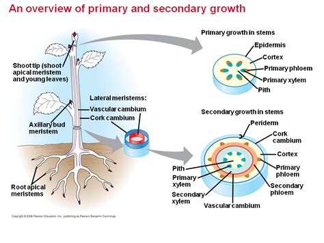 What Is Primary And Secondary Growth In Plants