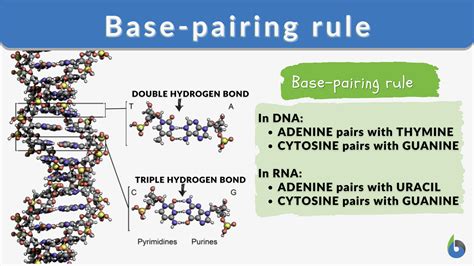 What Is The Base Pairing Rule