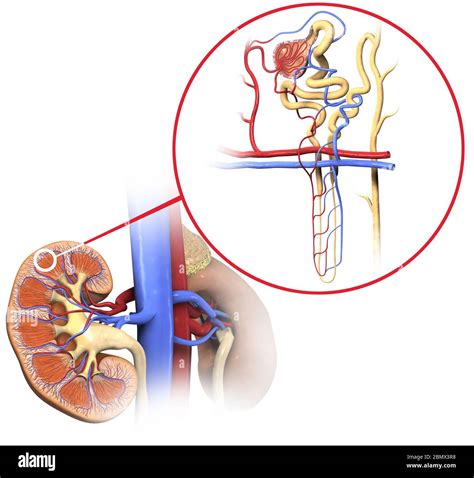 What Is The Basic Functional Unit Of The Kidney