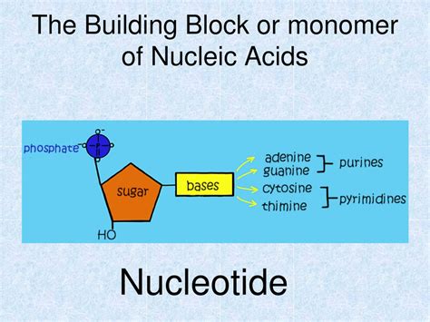 What Is The Building Block Monomer Of Nucleic Acids