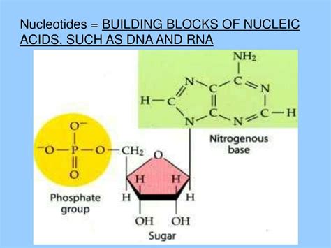 What Is The Building Block Of A Nucleic Acid Called