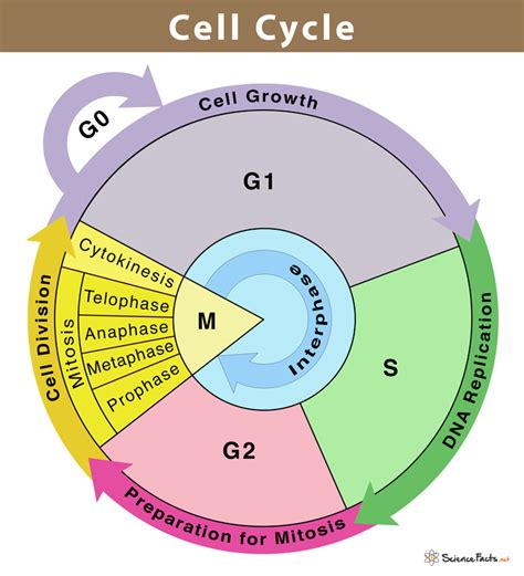 What Is The Correct Order Of The Cell Cycle