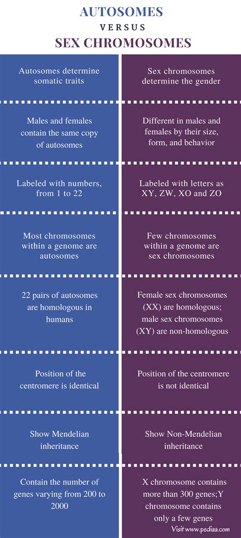 What Is The Difference Between Autosomes And Sexchromosomes