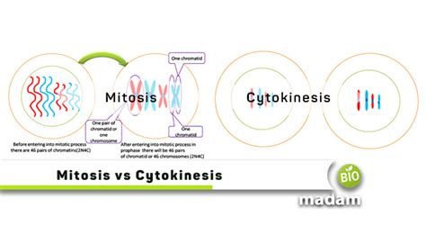 What Is The Difference Between Cytokinesis And Mitosis