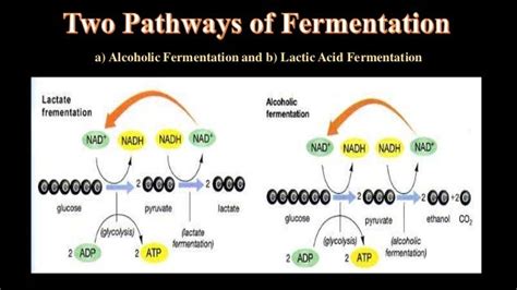 What Is The Electron Acceptor In Fermentation