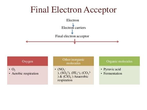 What Is The Final Electron Acceptor In Fermentation