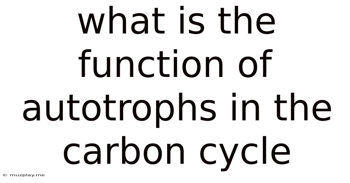 What Is The Function Of Autotrophs In The Carbon Cycle