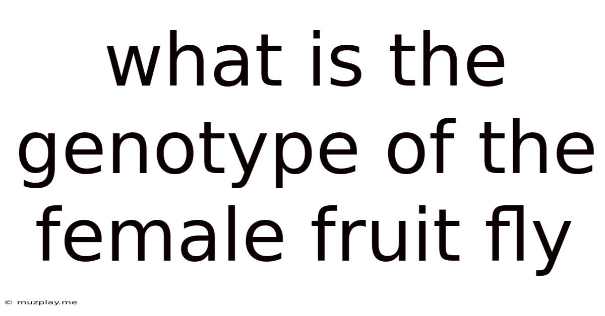 What Is The Genotype Of The Female Fruit Fly