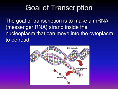 What Is The Goal Of Transcription