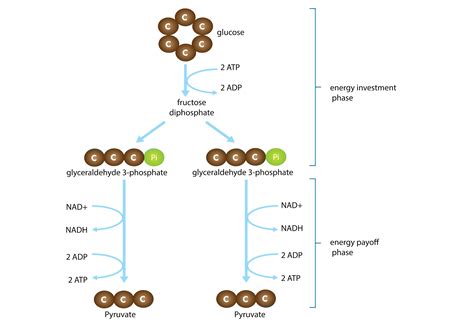 What Is The Net Gain Of Atp In Glycolysis