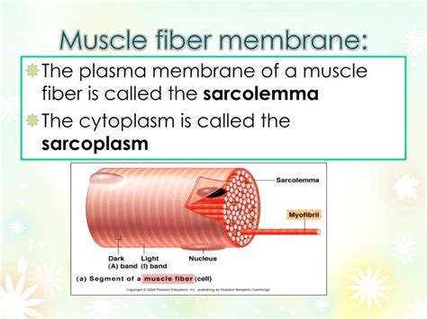 What Is The Plasma Membrane Of A Muscle Fiber Called