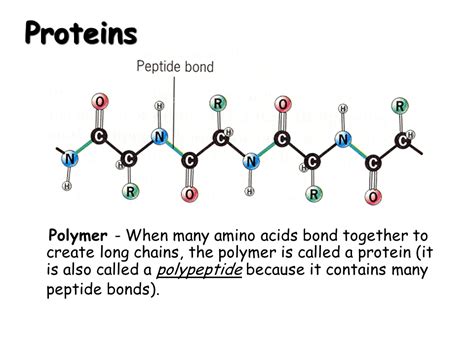 What Is The Polymer For Proteins