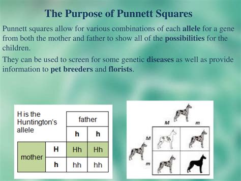 What Is The Purpose Of Punnett Square