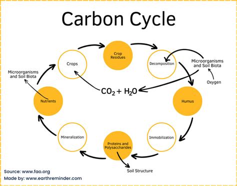 What Is The Role Of Carbon In Biological Systems