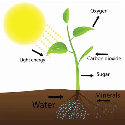 What Is The Role Of Light In Photosynthesis