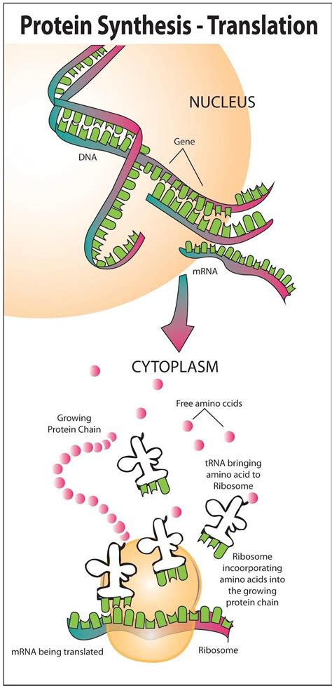 What Is The Second Step Of Protein Synthesis