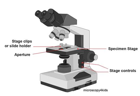 What Is The Stage On A Microscope