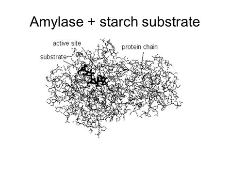 What Is The Substrate Of The Enzyme Amylase