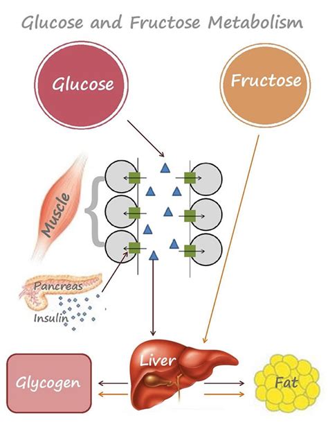 What Organ Converts Fructose And Galactose Into Glucose