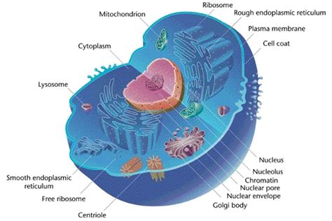 What Organelle Is Only Found In Animal Cells