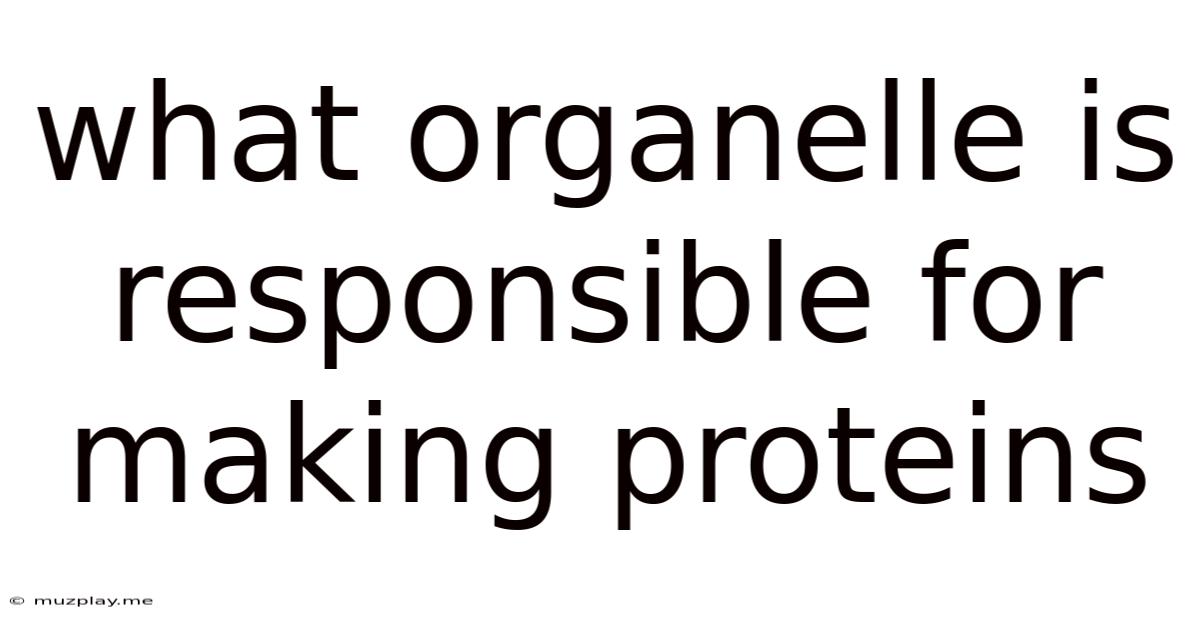 What Organelle Is Responsible For Making Proteins