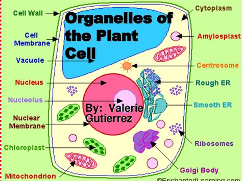 What Organelles Are Found In Plant Cells Only