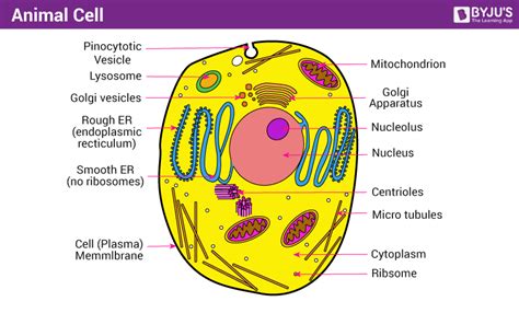 What Organelles Are Found Only In Animal Cells