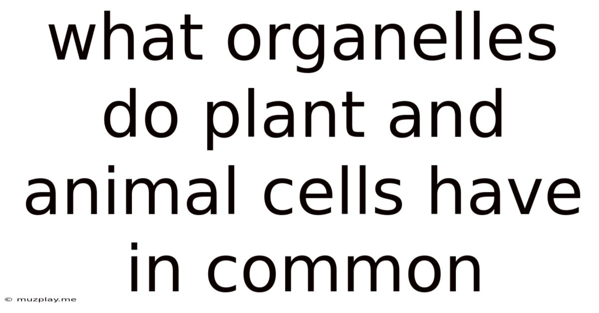 What Organelles Do Plant And Animal Cells Have In Common