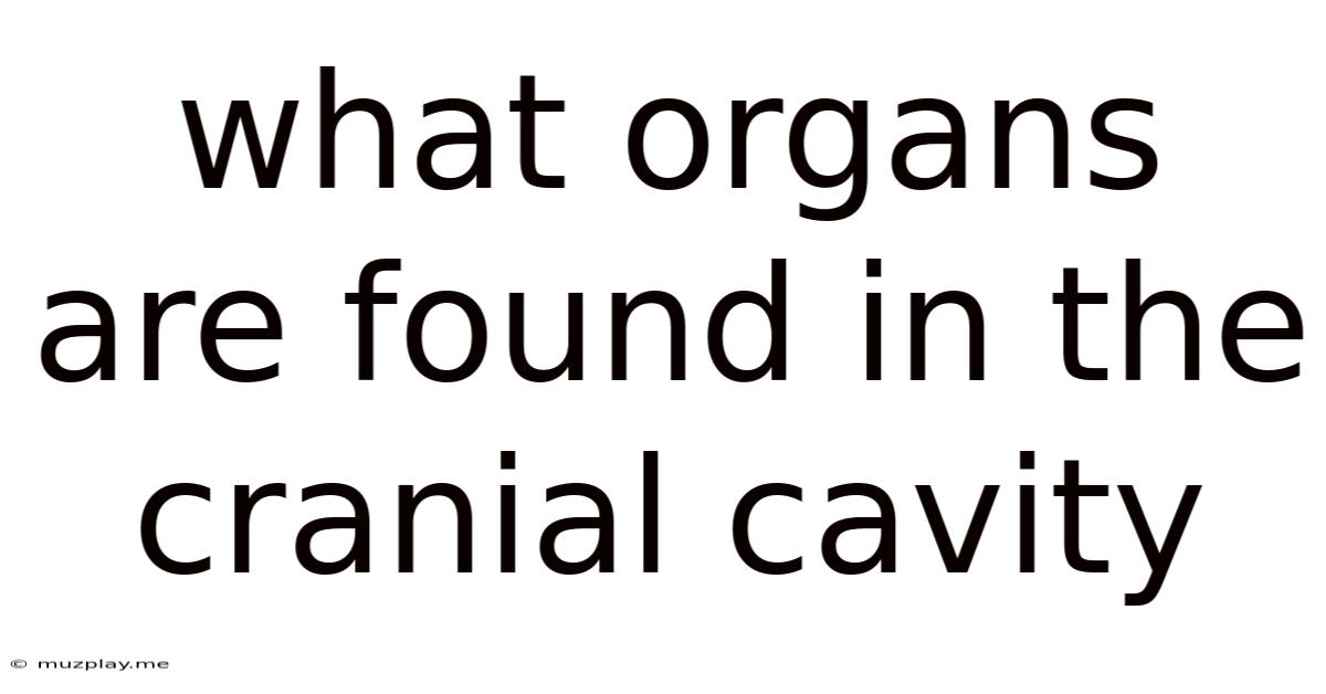 What Organs Are Found In The Cranial Cavity